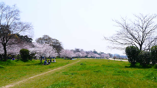 武庫川河川敷の桜並木
