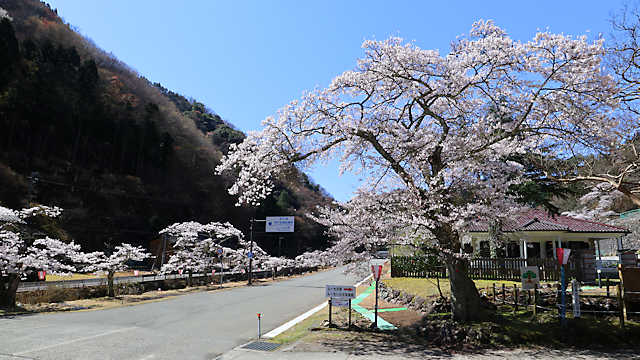 神子畑選鉱場跡の桜とムーセ旧居・ムーセハウス写真館