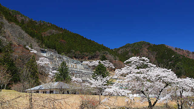 神子畑選鉱場跡の桜