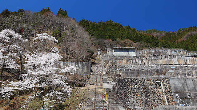 神子畑選鉱場跡の桜
