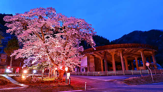 明延鉱山・神子畑選鉱場跡の桜の壁紙写真・画像