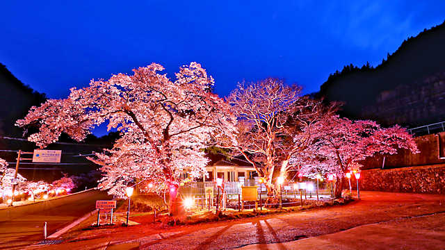 神子畑選鉱場跡の夜桜ライトアップ