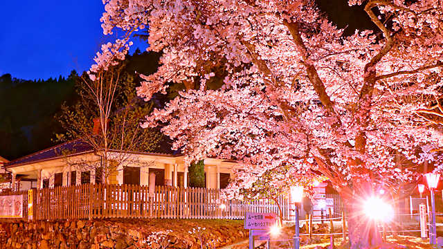 ムーセ旧居・ムーセハウス写真館の夜桜ライトアップ