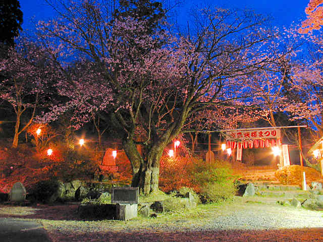 立雲峡の夜桜ライトアップ