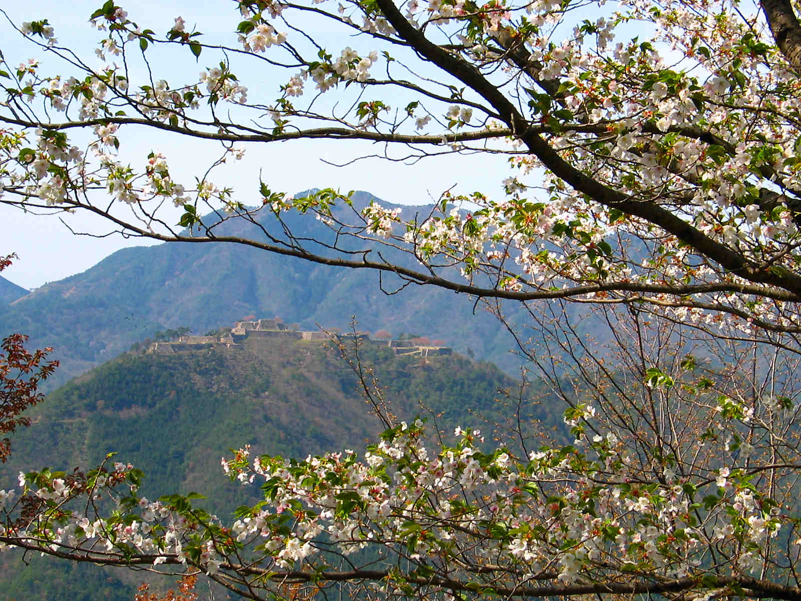 立雲峡桜まつり 竹田城跡を望める絶景の桜