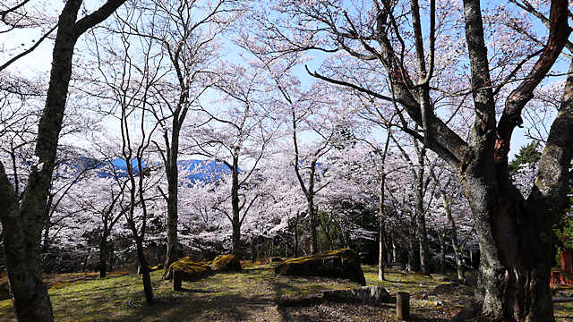 立雲峡の桜