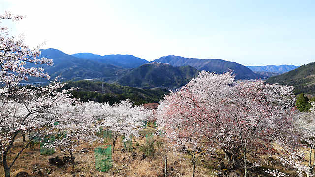 立雲峡の桜と竹田城跡全景