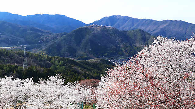 立雲峡の桜と竹田城跡全景