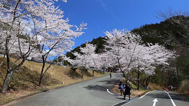 竹田城跡「中腹駐車場の桜」