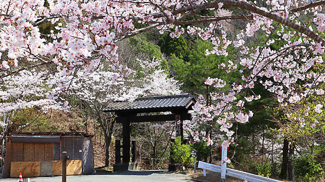 竹田城跡「山門の桜」