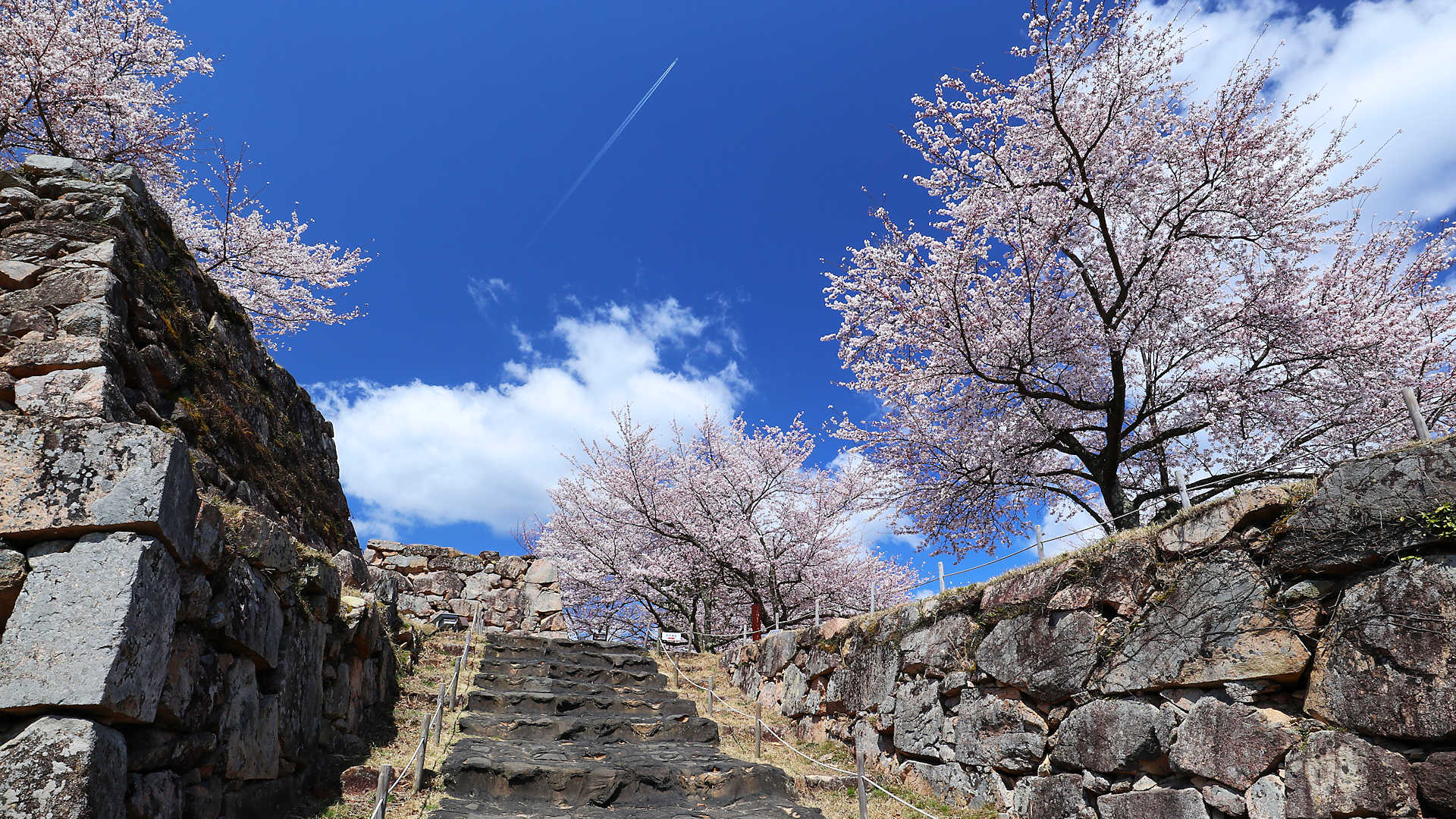 竹田城跡の桜 天空の城に咲く絶景の桜