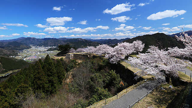 竹田城跡の桜
