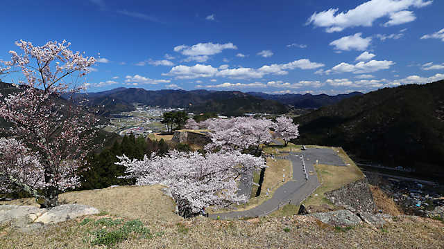 竹田城跡の桜