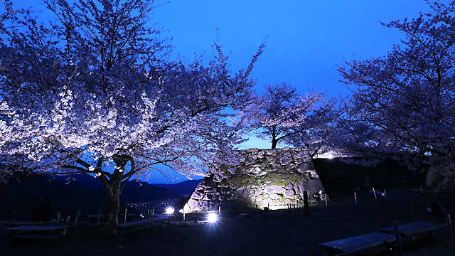 竹田城跡夜桜ライトアップ