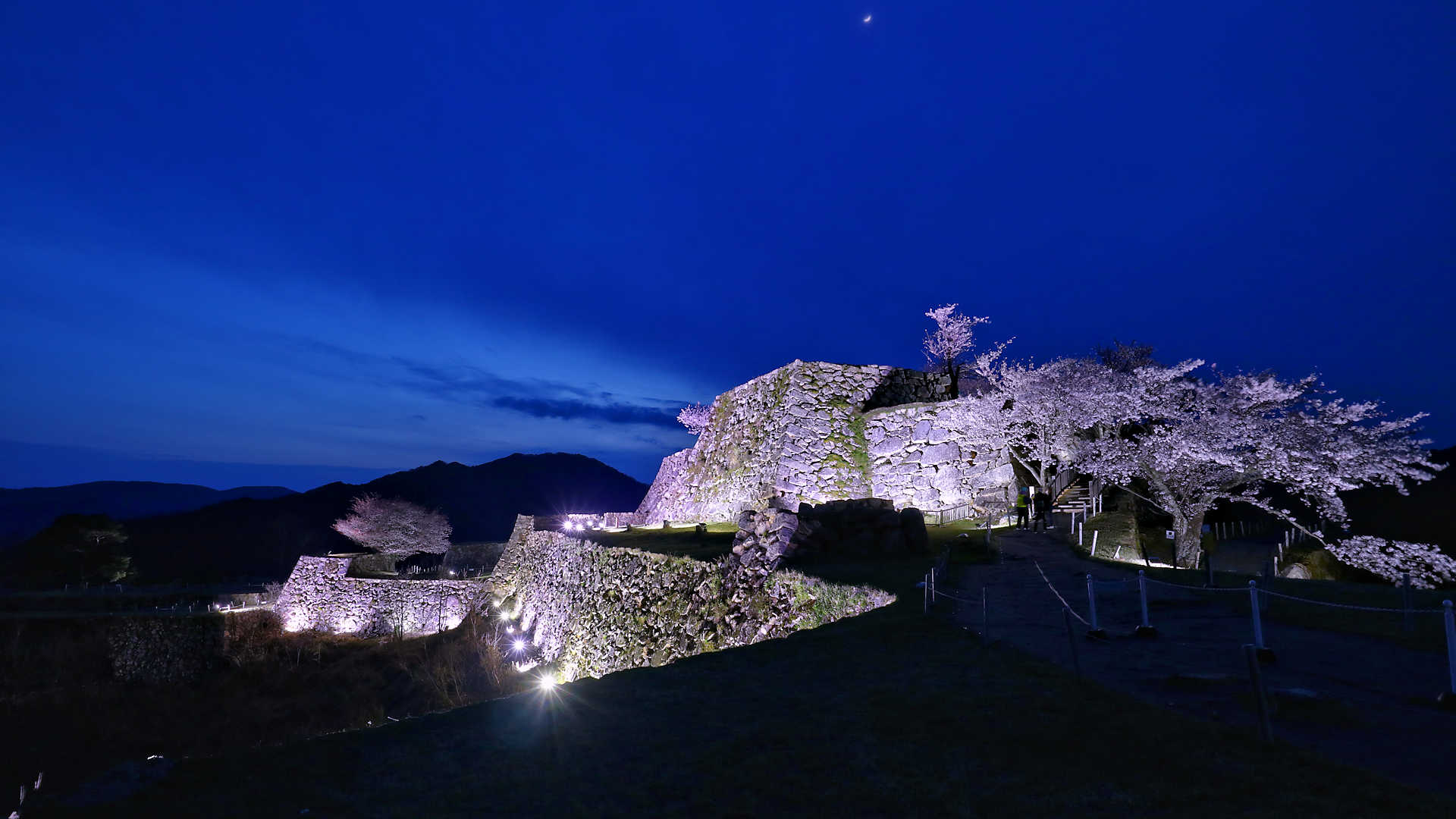 竹田城跡 夜桜ライトアップ 桜の見頃にあわせて観覧時間を夜間まで延長