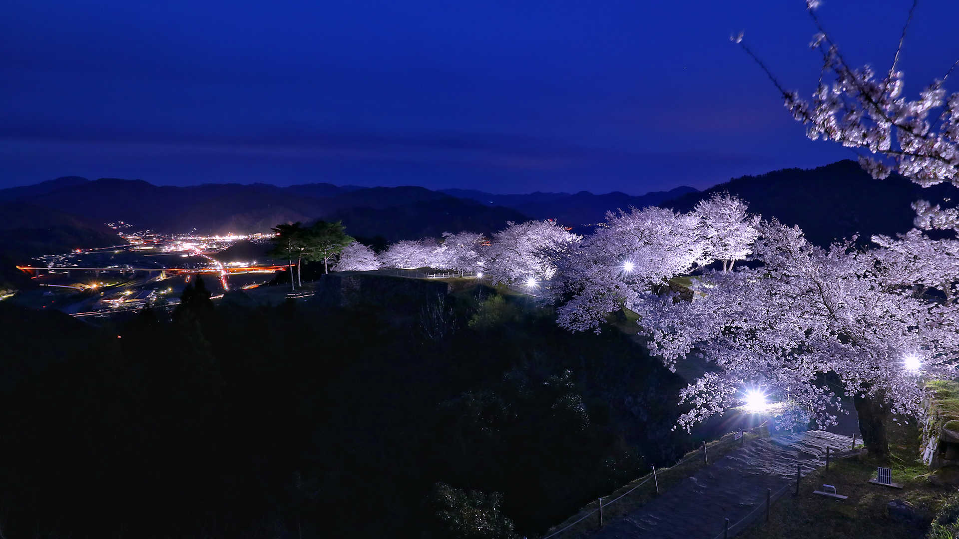 竹田城跡 夜桜ライトアップ 桜の見頃にあわせて観覧時間を夜間まで延長