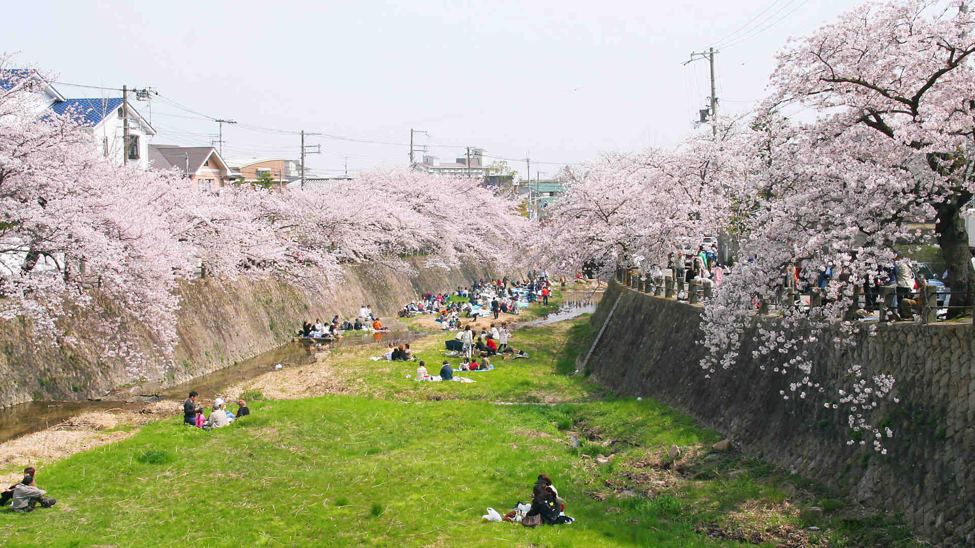 芦屋さくらまつり18 芦屋川の桜 夜桜も楽しめます