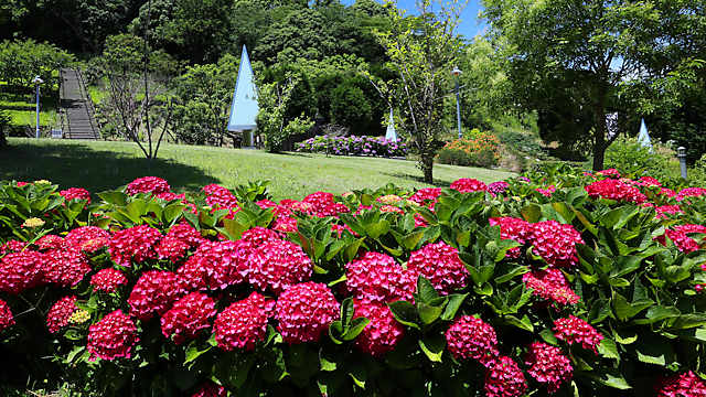 淡路島公園「花の谷」のアジサイ