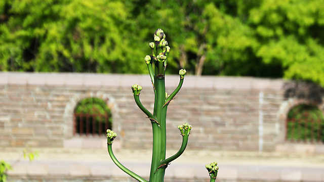 「アオノリュウゼツラン」の花茎