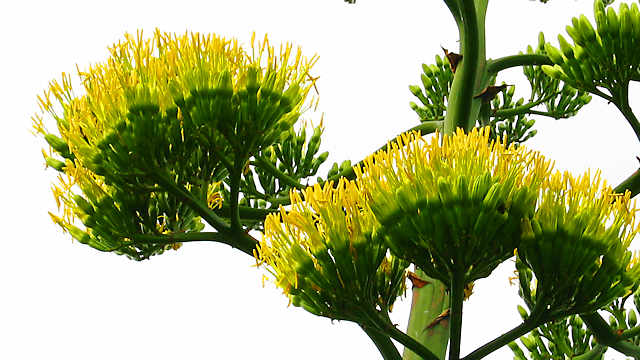 「アオノリュウゼツラン」の花