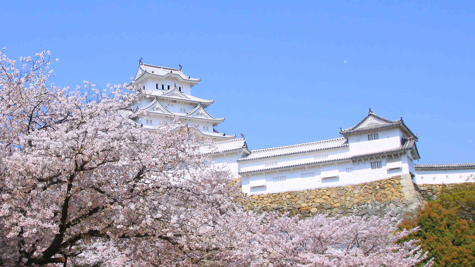 Japan Image 壁紙 姫路城 桜