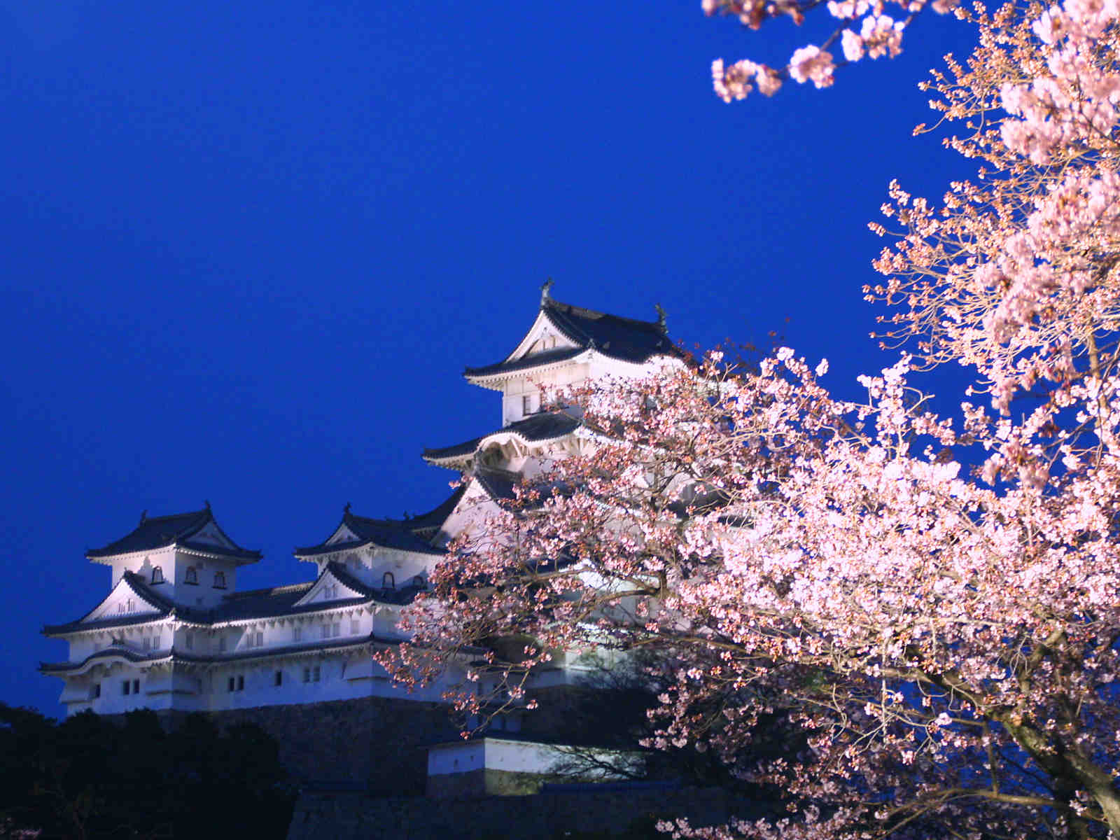 姫路城夜桜会18 花あかり 姫路城と桜のライトアップ