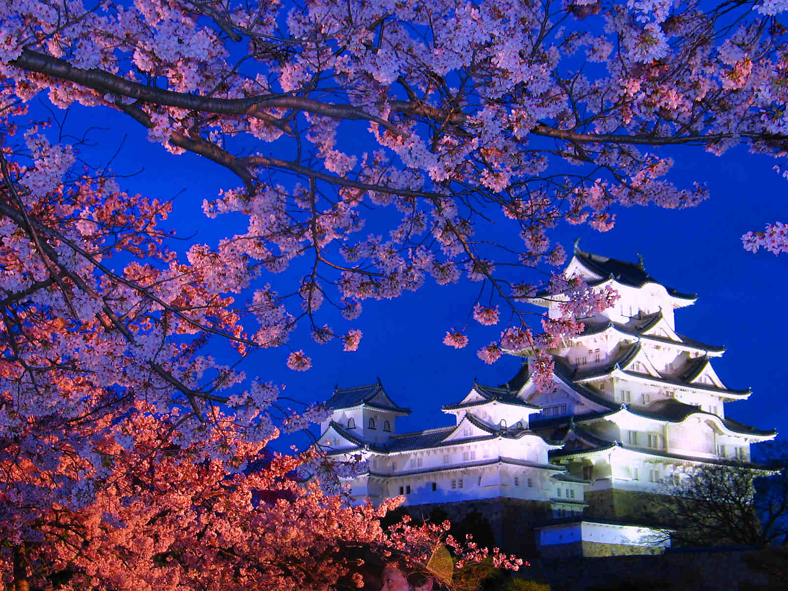 姫路城夜桜会18 花あかり 姫路城と桜のライトアップ