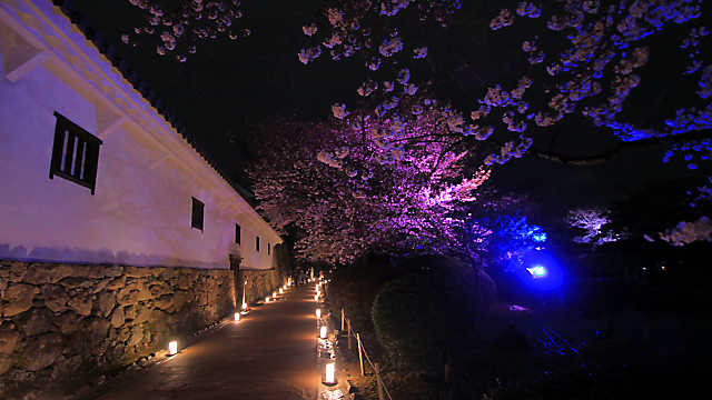 姫路城夜桜会 姫路城と桜のライトアップ