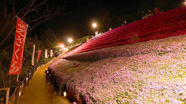 芝桜の小道 夜芝桜のライトアップ