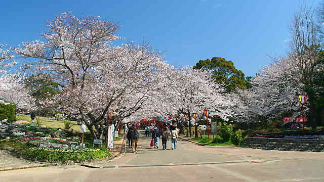 日岡山公園の桜