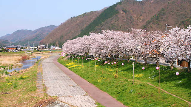 鞍居川の桜トンネル