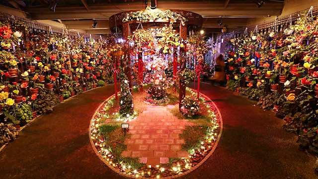 花と光のクリスマス「ベゴニア温室」