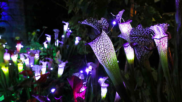 花と光のクリスマス「食虫植物のイルミネーション」