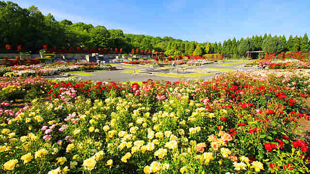 播磨中央公園「四季の庭 ばら園」