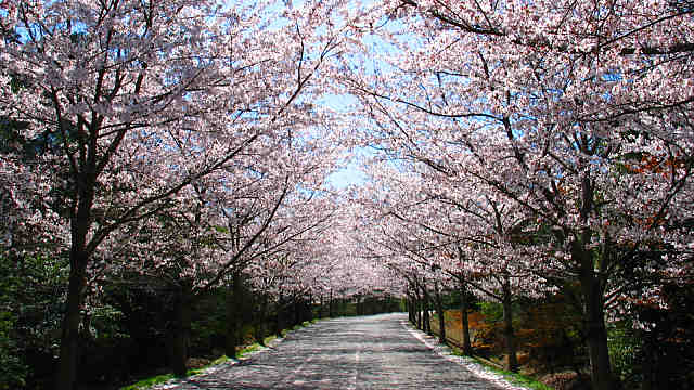 播磨中央公園の桜