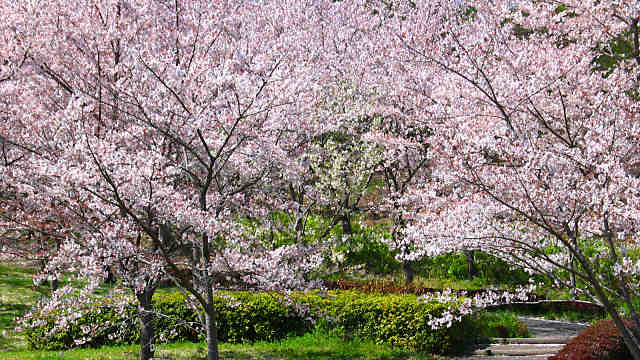 播磨中央公園の桜