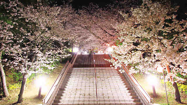 播磨中央公園の桜のライトアップ・夜桜