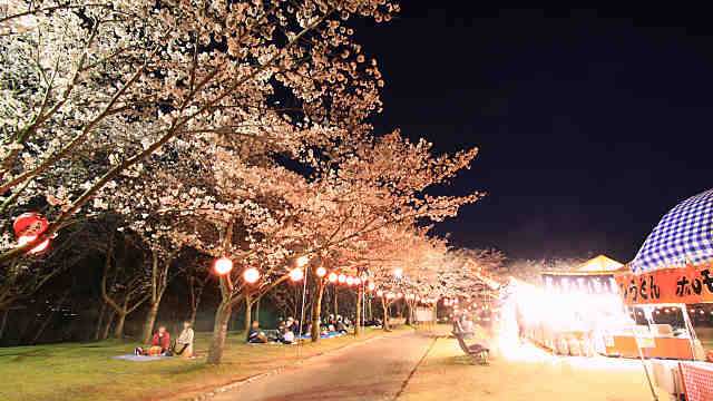播磨中央公園の桜のライトアップ・夜桜