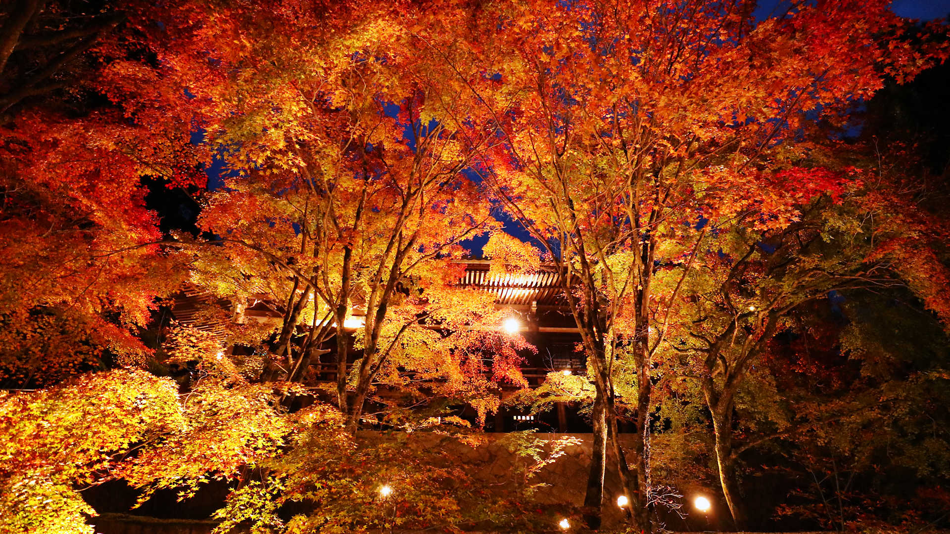 播州清水寺 千燈会 と紅葉ライトアップ 大紅葉まつり も同時開催