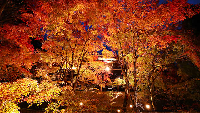 播州清水寺 本坊から見上げる紅葉