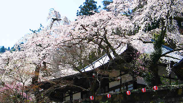 有馬 善福寺の桜