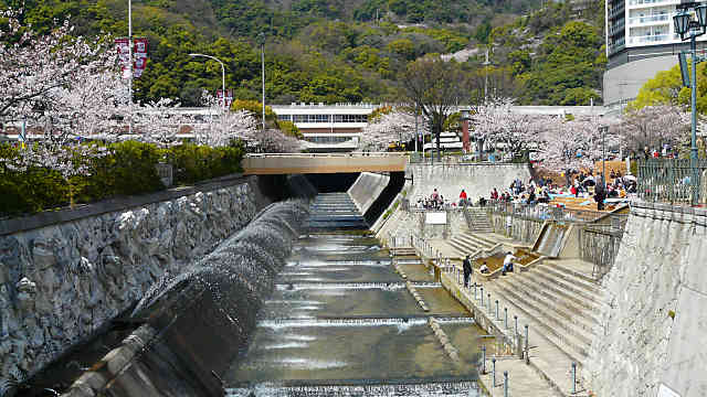 生田川公園の桜