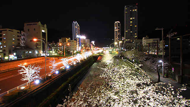 生田川公園の桜のライトアップ
