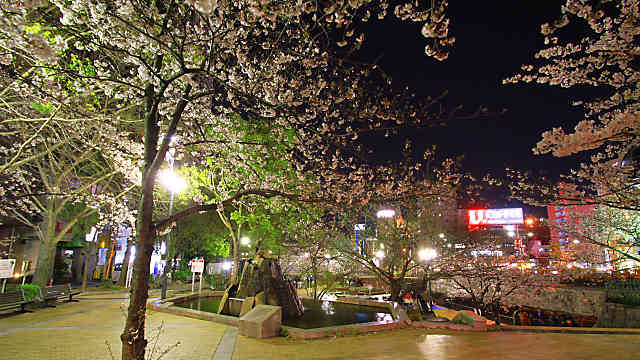 生田川公園の桜のライトアップ