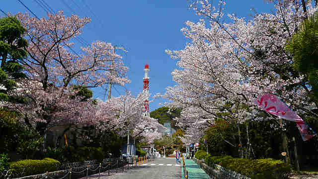 神戸水の科学博物館の桜