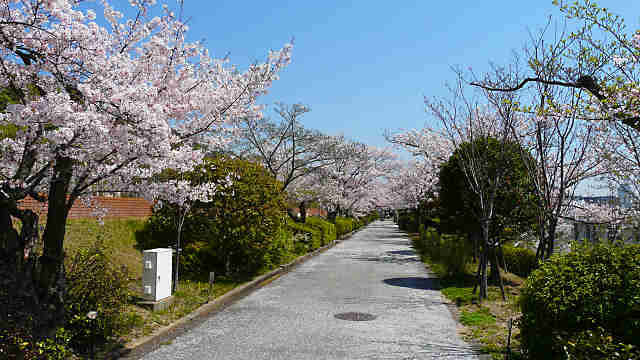 神戸水の科学博物館の桜並木