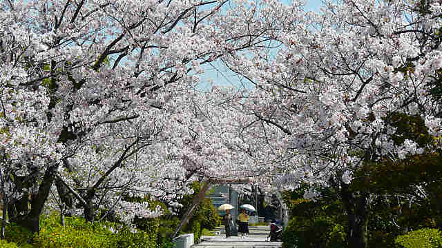 神戸水の科学博物館の桜並木