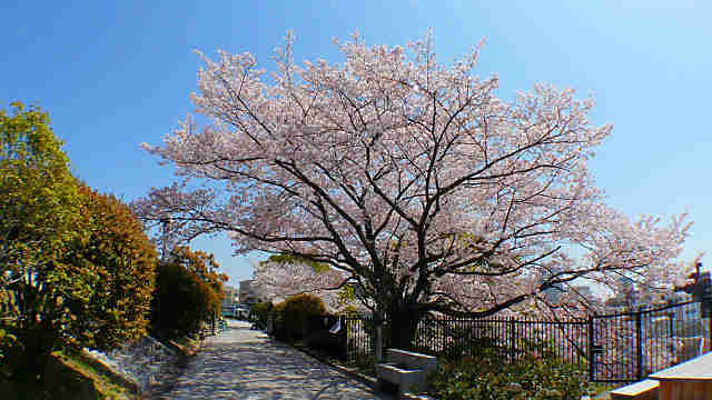 兵庫県一美しい桜 奥平野舞桜