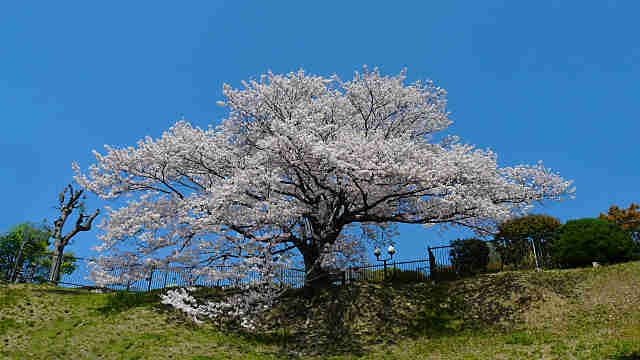 兵庫県一美しい桜 奥平野舞桜