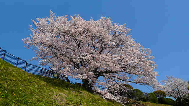 奥平野舞桜